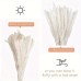 15pcs White Pampas Grassland, 6.69/17.72inch Natural Dry Pampas Grass Branches Decoration Home Kitchen Garden Party Shoot Flower Arrangement Vase Decoration (White)