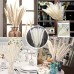 15pcs White Pampas Grassland, 6.69/17.72inch Natural Dry Pampas Grass Branches Decoration Home Kitchen Garden Party Shoot Flower Arrangement Vase Decoration (White)